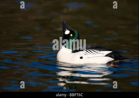 Schellenten (Bucephala Clangula), Drake in eine Balz Display, Vaestergoetland, Schweden, Skandinavien, Europa Stockfoto