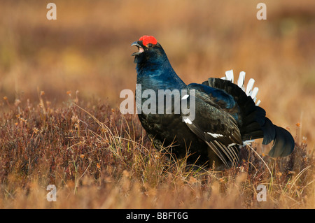 Birkhuhn oder Blackgame (Lyrurus Tetrix oder at Tetrix), männlich oder Birkhahn in eine Balz in einem schwedischen Moor, Vaester anzeigen Stockfoto