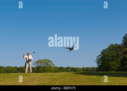 Geben eine Falknerei-Anzeige für der Öffentlichkeit, zieht die Raubvögel fliegen vorbei mit einem Köder in der britischen Landschaft Falkner Stockfoto