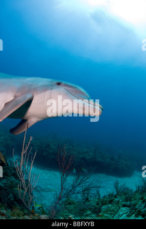 Unterwasserbilder von Dolphin. Stockfoto