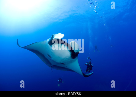 Taucher mit Manta. Stockfoto