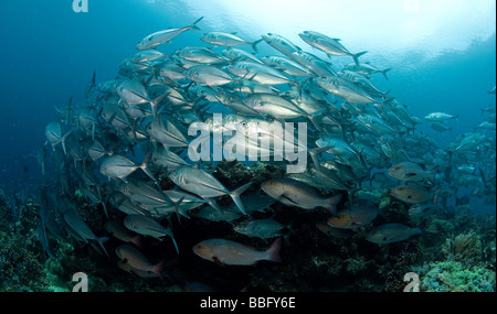 Schwarm von silbrig-Buchsen. Stockfoto