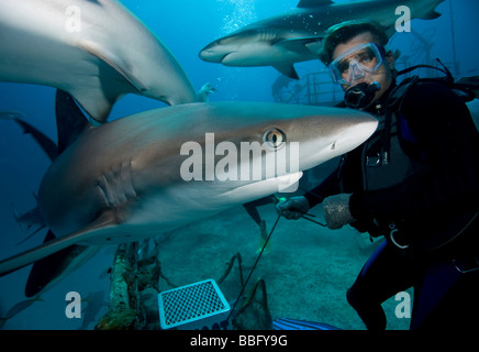 Hai-Fütterung-Tauchgang. Stockfoto