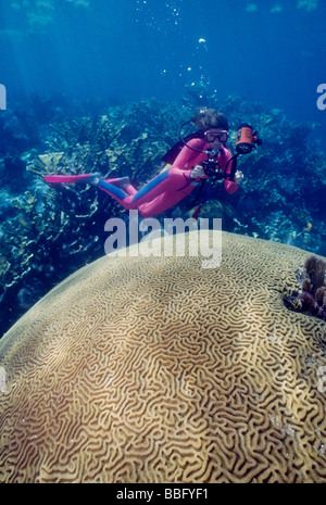 Taucher mit großen Gehirn Korallen. Stockfoto