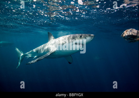 Große weiße Angriffe Köder. Stockfoto