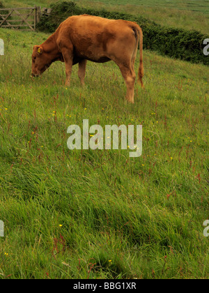 braune Kuh Stockfoto