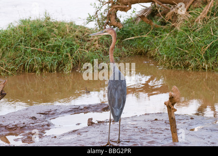Goliath Heron Ardea Goliath SAMBURU NATIONAL RESERVE Kenia in Ostafrika Stockfoto