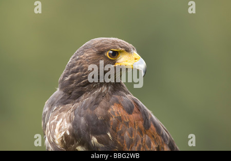 Harris Hawk (Parabuteo Unicinctus), Wildlife park Daun, Rheinland-Pfalz, Deutschland, Europa Stockfoto