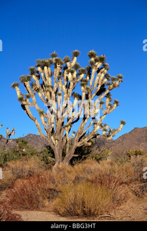 Joshua Tree Arizona Yucca Brevifolia Stockfoto