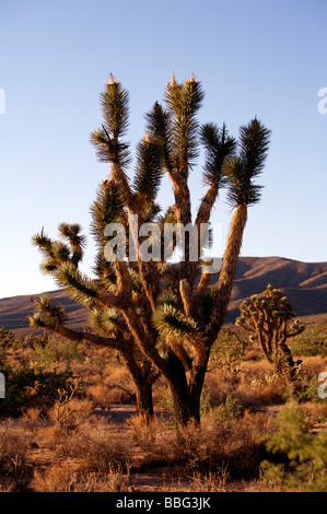 Joshua Tree Arizona Yucca Brevifolia Stockfoto