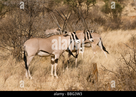 Ostafrikanische Oryx Oryx Beisa SAMBURU NATIONAL RESERVE Kenia in Ostafrika Stockfoto