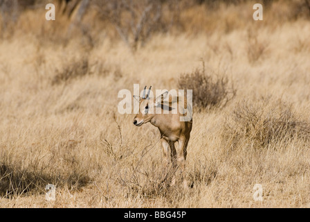 Ostafrikanische Oryx junge Oryx Beisa SAMBURU NATIONAL RESERVE Kenia in Ostafrika Stockfoto