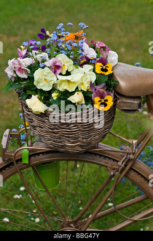 Ein Korb mit Stiefmütterchen steht auf einem Fahrradträger Stockfoto