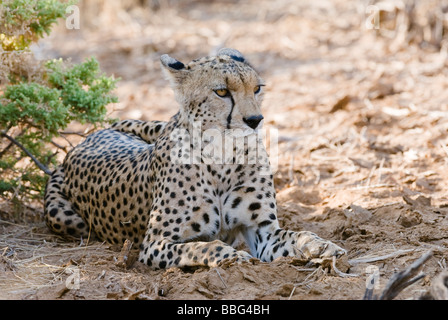 Gepard, Acinonyx Jubatus, SAMBURU NATIONAL RESERVE Kenia in Ostafrika Stockfoto