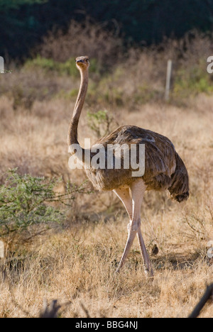 weibliche Somali Strauß Struthio Camelus Molybdophanes SAMBURU NATIONAL RESERVE Kenia in Ostafrika Stockfoto