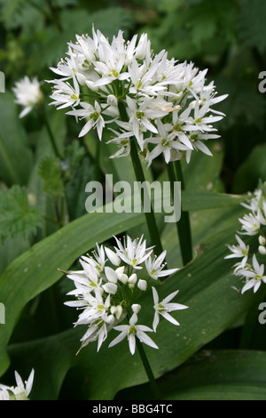 Wilder Knoblauch oder Bärlauch Allium Ursinum In einer englischen Wald im Frühjahr Stockfoto