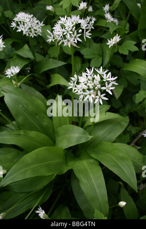 Wilder Knoblauch oder Bärlauch Allium Ursinum In einer englischen Wald im Frühjahr Stockfoto