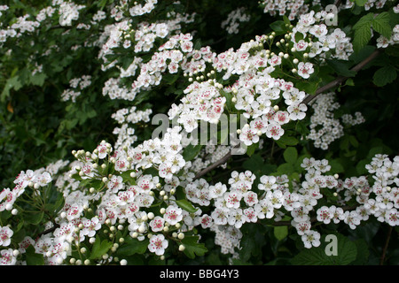 Gemeinsamen Weißdorn Blumen Crataegus monogyna Stockfoto