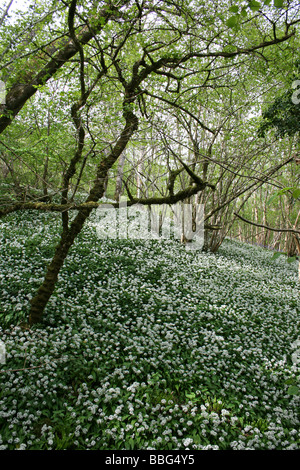 Teppich aus wildem Knoblauch oder Bärlauch Allium Ursinum deckt eine englische Woodland In Bodentürschließer Stockfoto