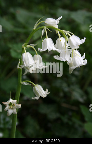 Weiße Form des spanischen Bluebell Hyacinthoides hispanica Stockfoto