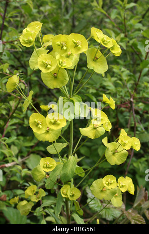 Holz-Wolfsmilch Euphorbia amygdaloides Stockfoto