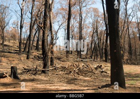 Verwüstung und umgestürzte Bäume nach einem Buschfeuer Stockfoto