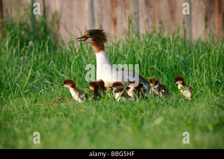 Gemeinsamen Prototyp (Mergus Prototyp), Weibchen mit zwei Tage alten Küken nach Verlassen des Nestes Stockfoto