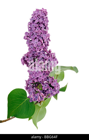 Lila Flieder (Syringa) Stockfoto