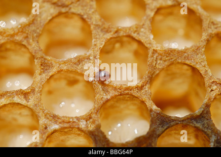 Varroa-Milbe (Varroa Destructor oder Jacobsoni), ein Parasit auf eine Biene Brutwabe mit Larven der Drohne Bienen (Apis Mellifera) Stockfoto