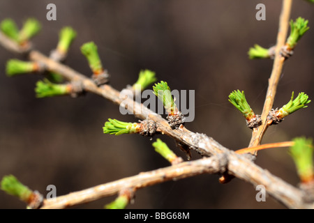 Zweig der Lärche mit blühenden Knospen im Frühling Stockfoto