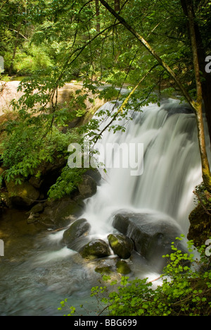 Ein schöner Wasserfall Kaskaden hinunter Whatcom Creek in eine urbane Oase namens Whatcom Falls Park. Stockfoto