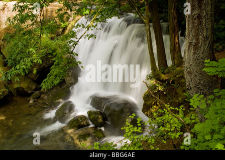 Ein schöner Wasserfall Kaskaden hinunter Whatcom Creek in eine urbane Oase namens Whatcom Falls Park. Stockfoto