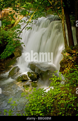 Ein schöner Wasserfall Kaskaden hinunter Whatcom Creek in eine urbane Oase namens Whatcom Falls Park. Stockfoto