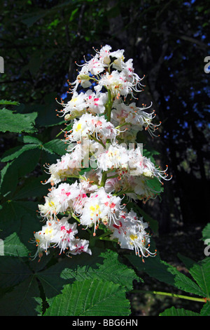 Rosskastanie (Aesculus Hippocastanum) Blüten und Laub im Frühjahr Stockfoto