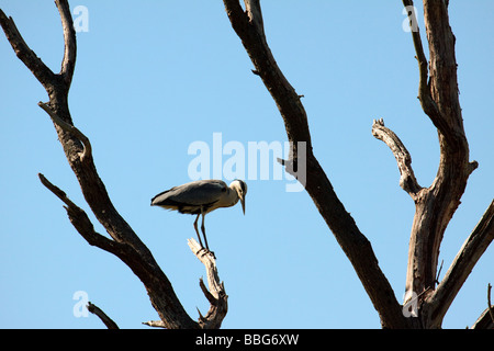 Graureiher (Ardea Cinerea) thront auf einem abgestorbenen Baum Stockfoto