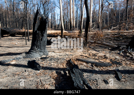 Verwüstung und umgestürzte Bäume nach einem Buschfeuer Stockfoto