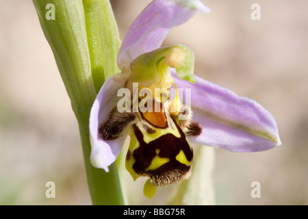 Frisch geschlüpfte Biene Orchidee (Ophrys Apifera). Stockfoto