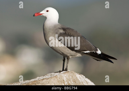 Heermanns Möwe Stockfoto