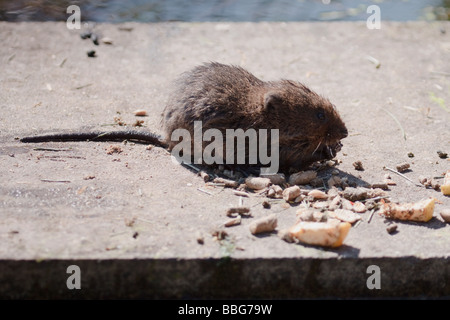 Europäische Wasser-Wühlmaus (Arvicola Amphibius) Stockfoto