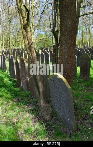 Jüdischer Friedhof in Amsterdam. Stockfoto