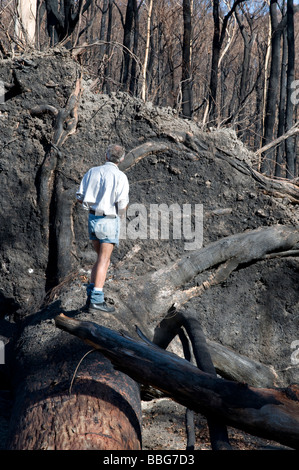 Mann zu Fuß entlang des Rumpfes eines umgestürzten Baumes nach einem Buschfeuer Stockfoto