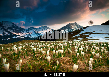 Krokusse im Bereich Alpstein Stockberg, Säntis, Schweizer Alpen, Schweiz, Europa Stockfoto