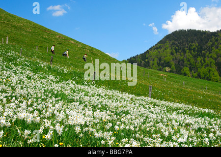 Wanderer, vorbei an einer Bergwiese im Frühjahr mit blühenden Weiße Narzisse, Montreux-Narzisse (Narcissus Poeticus), über Montreu Stockfoto