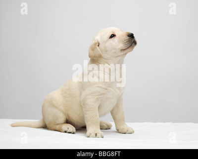 Einzigen Labrador Welpen sitzen und blickte auf einen weißen Tisch vor einem grauen Hintergrund Stockfoto