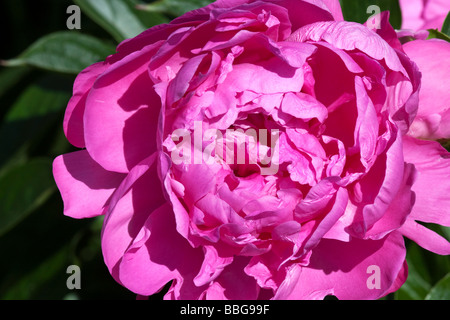Eine große rosa Pfingstrose erschossen in Nahaufnahme. Stockfoto