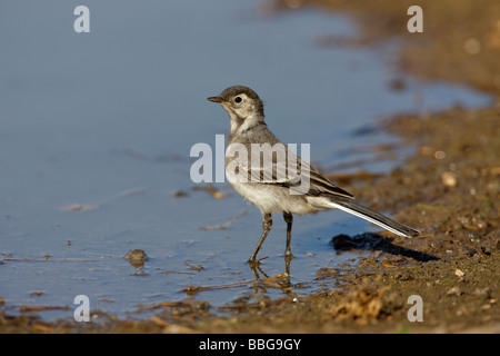 Trauerschnäpper Bachstelze - Motacilla Alba yarrellii Stockfoto