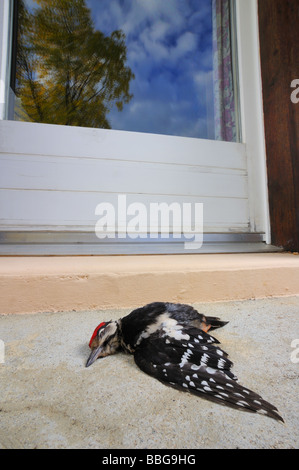 Leiche von einer juvenilen Specht, unter einem Fenster liegen. Stockfoto
