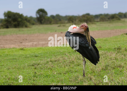 Marabou Storch Leptoptilos Crumeniferus Laikipia Sweetwaters Privat RESERVE Kenia in Ostafrika Stockfoto