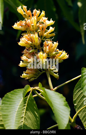 Buckeye, Sweet Rosskastanie (Aesculus Flava) (Aesculus Octandra) Blüten gelb Stockfoto