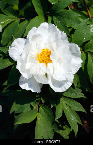 Blühende Pfingstrosen Sorte Hakubanryu, Paeony Hybrid (Paeonia Suffruticosa hybride Hakubanryu) Stockfoto